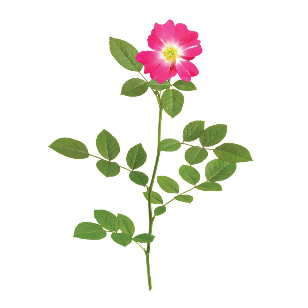 Rose Drift Pink - 2 Gallon Pot - Image 5