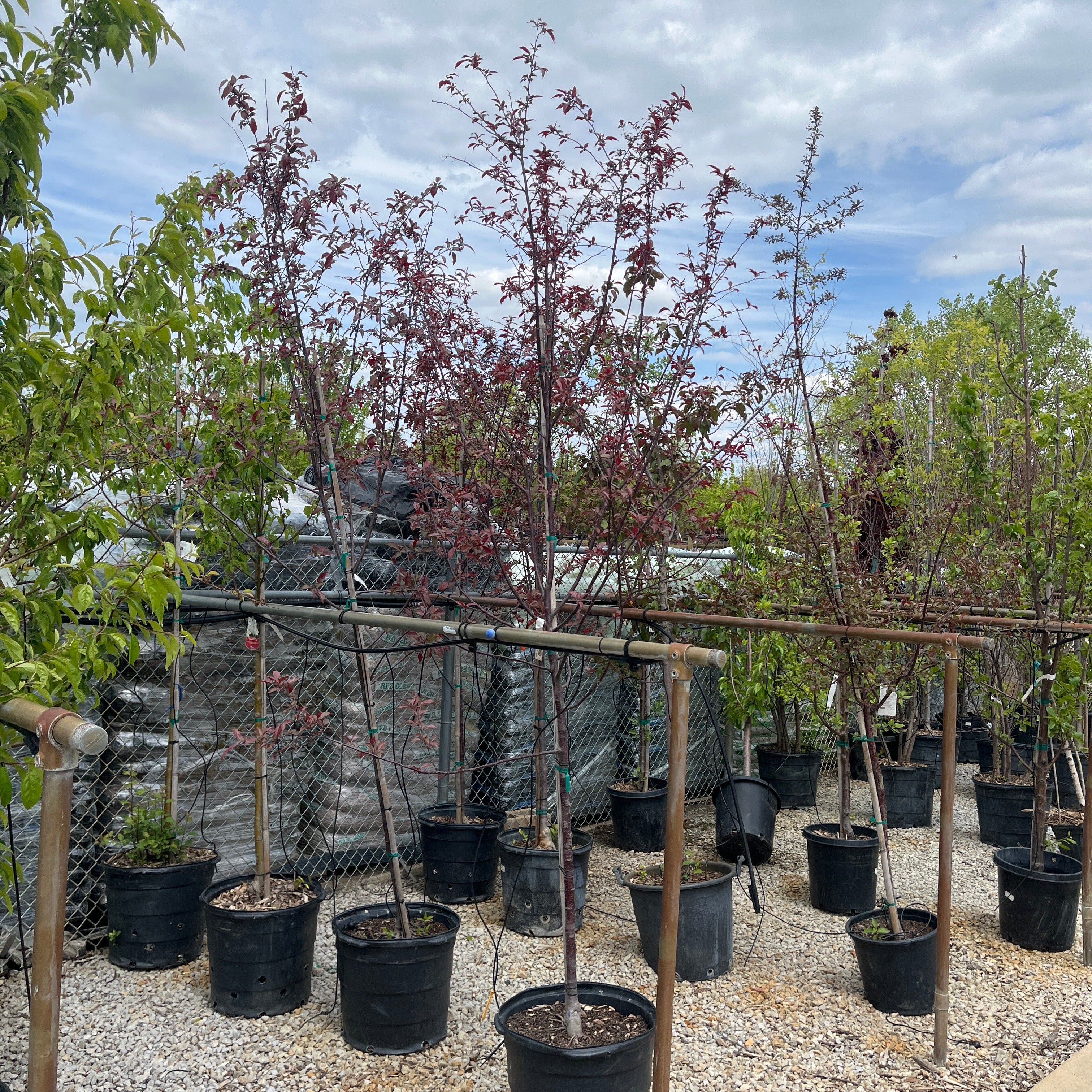 Royal Raindrops Crabapple Tree - Malus - 15 Gallon Potted Tree