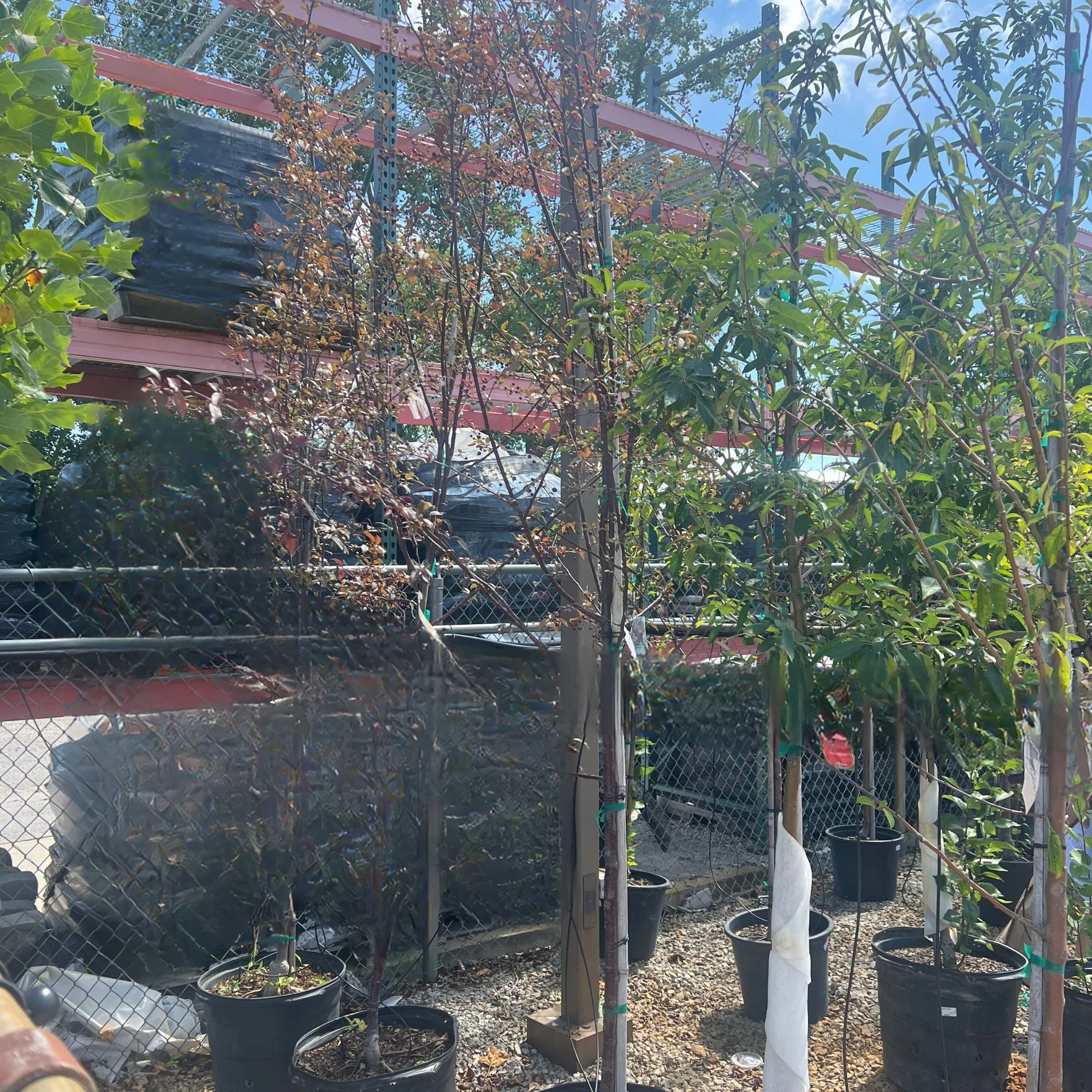 Royal Raindrops Crabapple Tree - Malus - 15 Gallon Potted Tree - Image 2