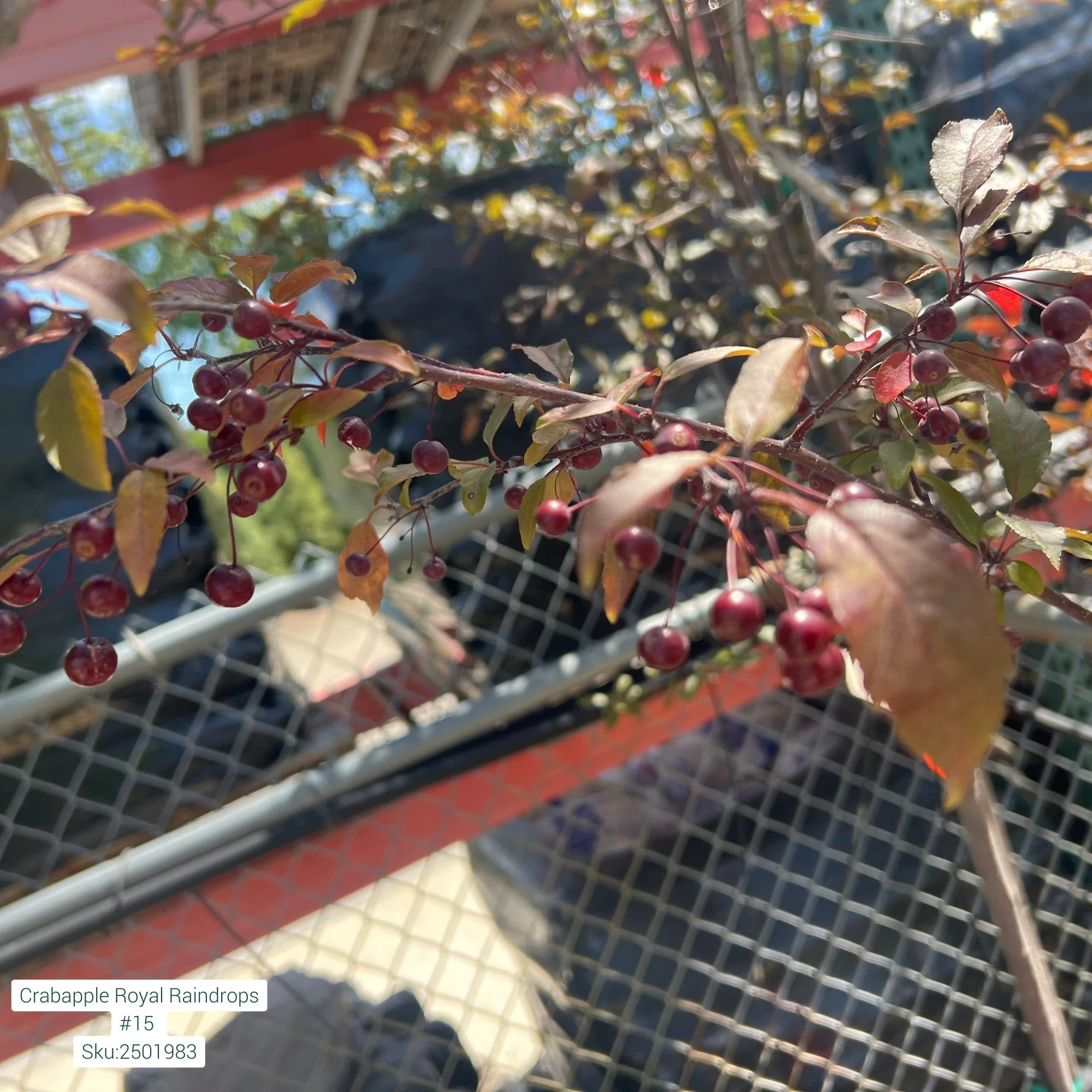 Royal Raindrops Crabapple Tree - Malus - 15 Gallon Potted Tree - Image 3