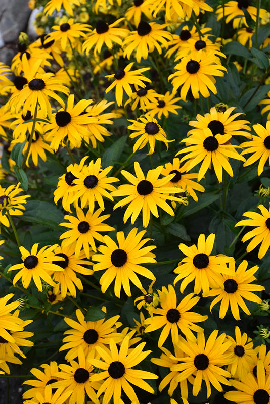 Rudbeckia Black Eyed Susan American Gold Rush - 8" Potted Perennial