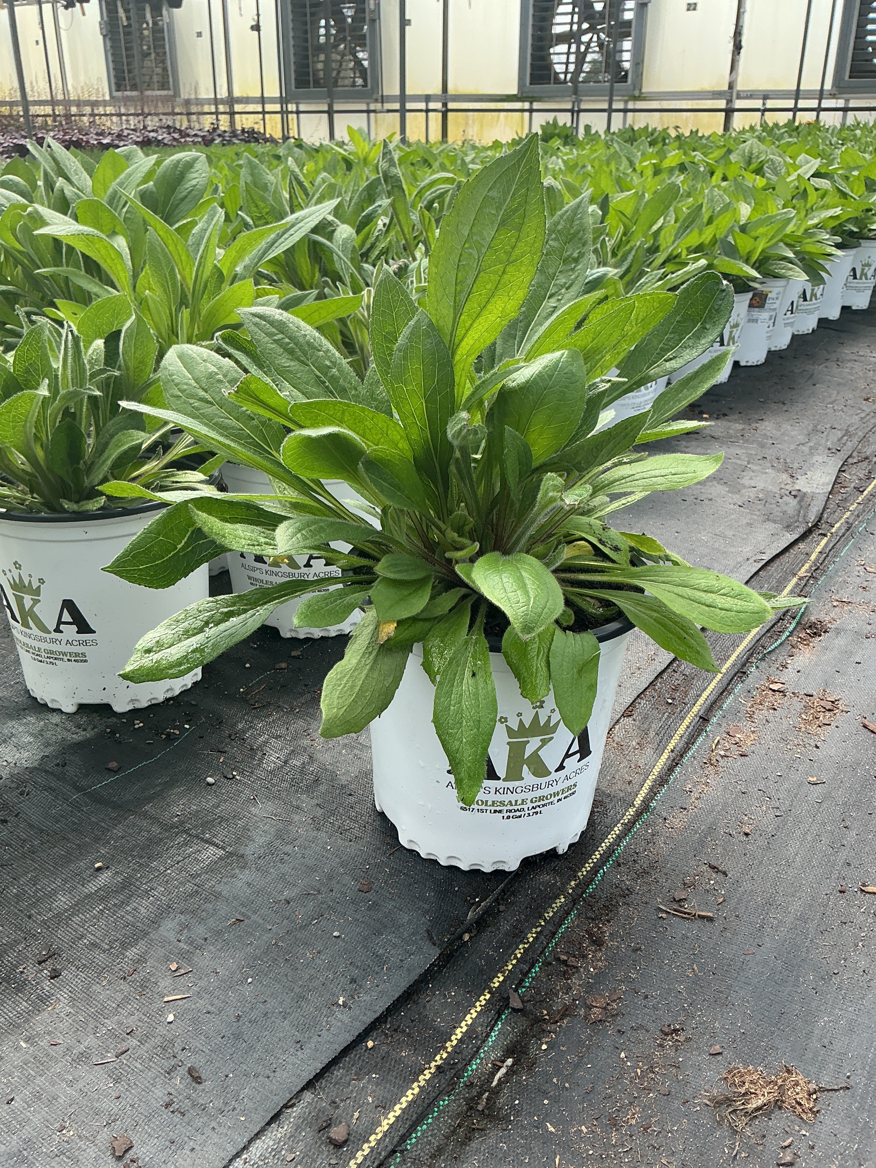 Rudbeckia Black Eyed Susan Cherry Brandy - 8" Potted Perennial - Image 2