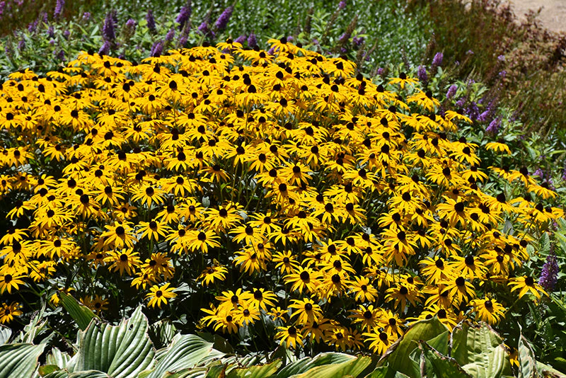 Rudbeckia Black Eyed Susan Goldblitz - 8" Potted Perennial