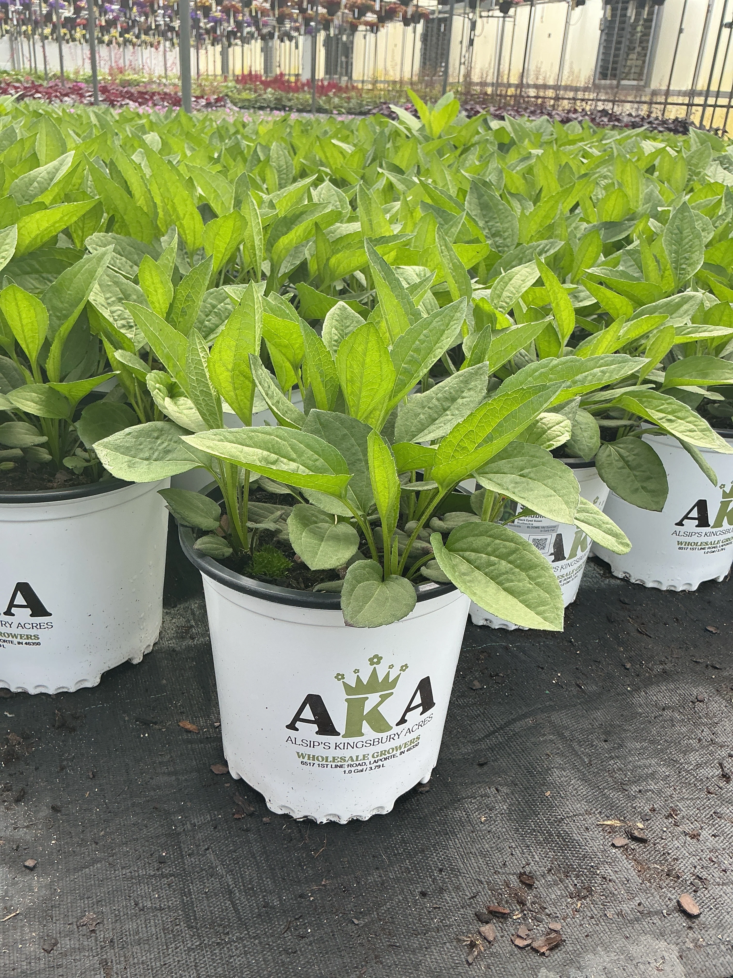 Rudbeckia Black Eyed Susan Goldblitz - 8" Potted Perennial - Image 2