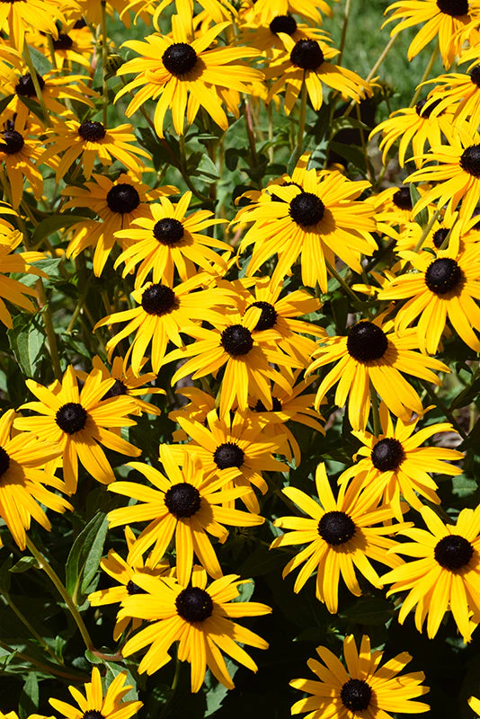 Rudbeckia Black Eyed Susan Goldsturm - 8" Potted Perennial