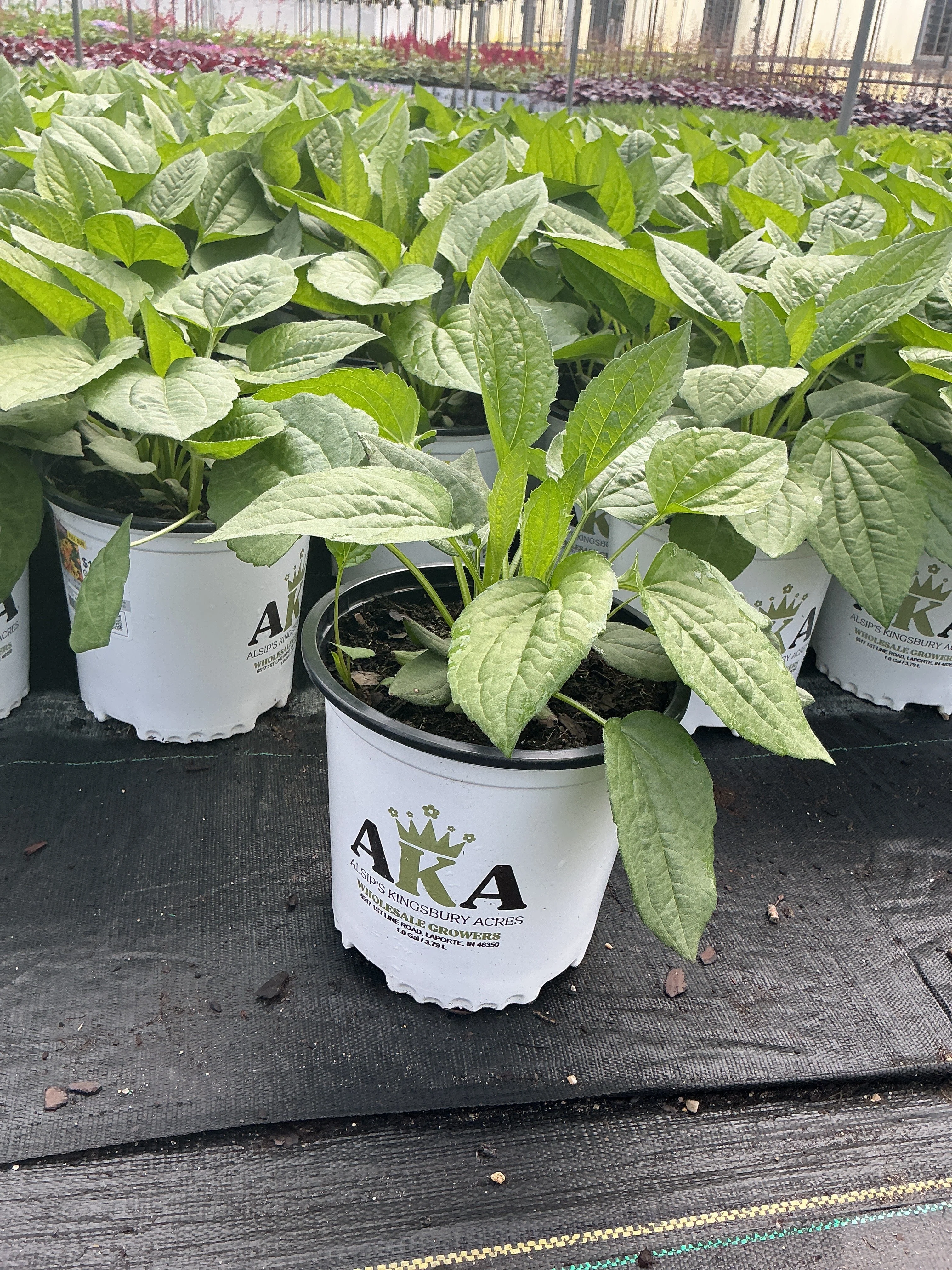 Rudbeckia Black Eyed Susan Goldsturm - 8" Potted Perennial - Image 2