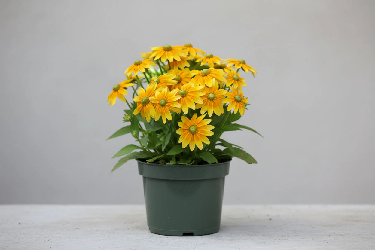 Rudbeckia Black Eyed Susan Prarie Sun - 8" Potted Perennial