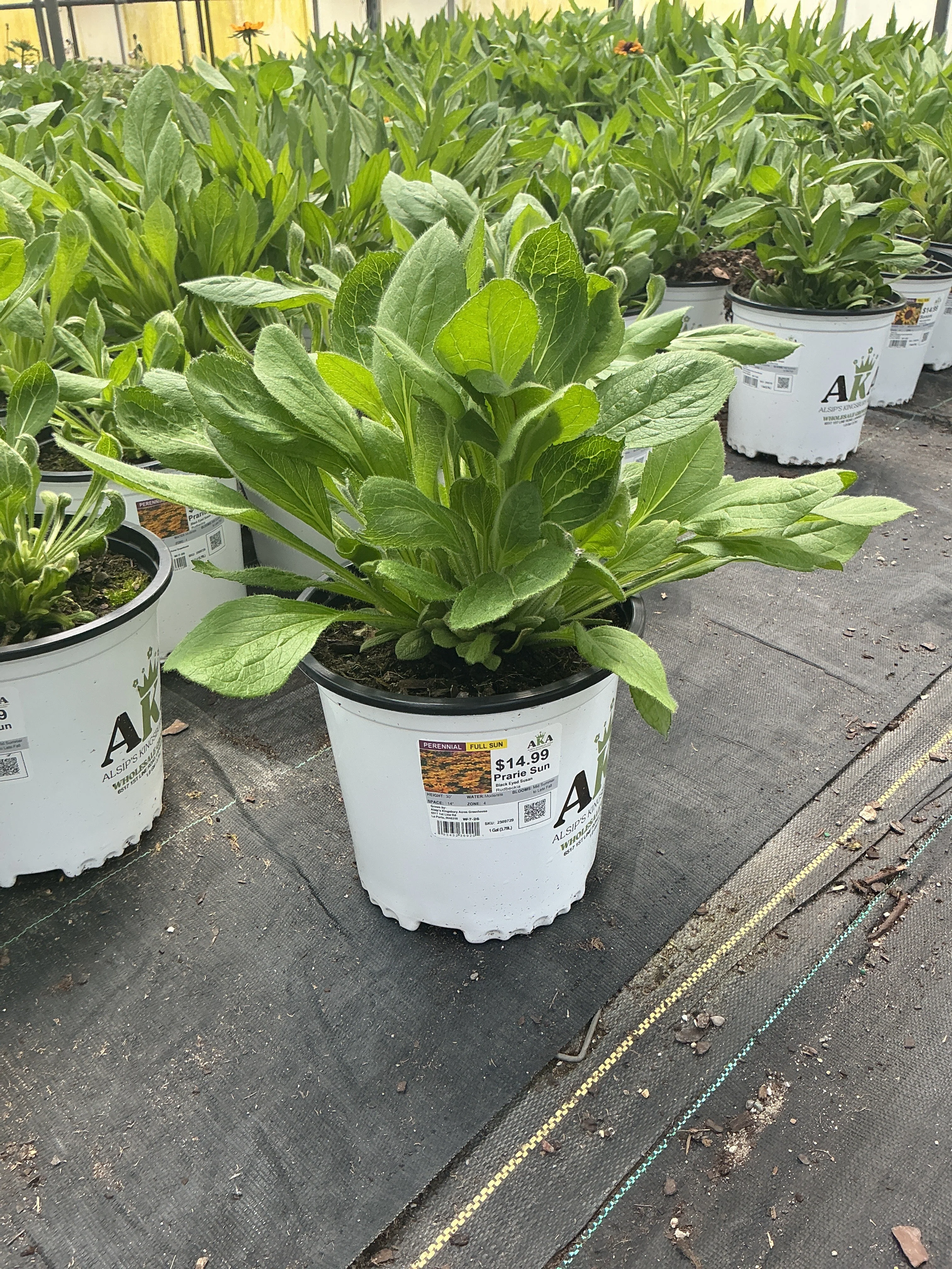 Rudbeckia Black Eyed Susan Prarie Sun - 8" Potted Perennial - Image 2
