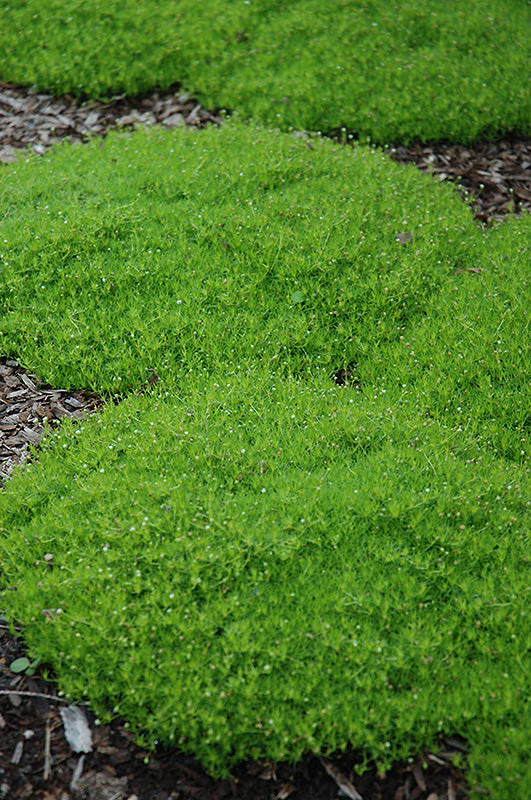 Sagina Moss Irish (Subulata) - 6" Perennial - 6" Potted Perennial