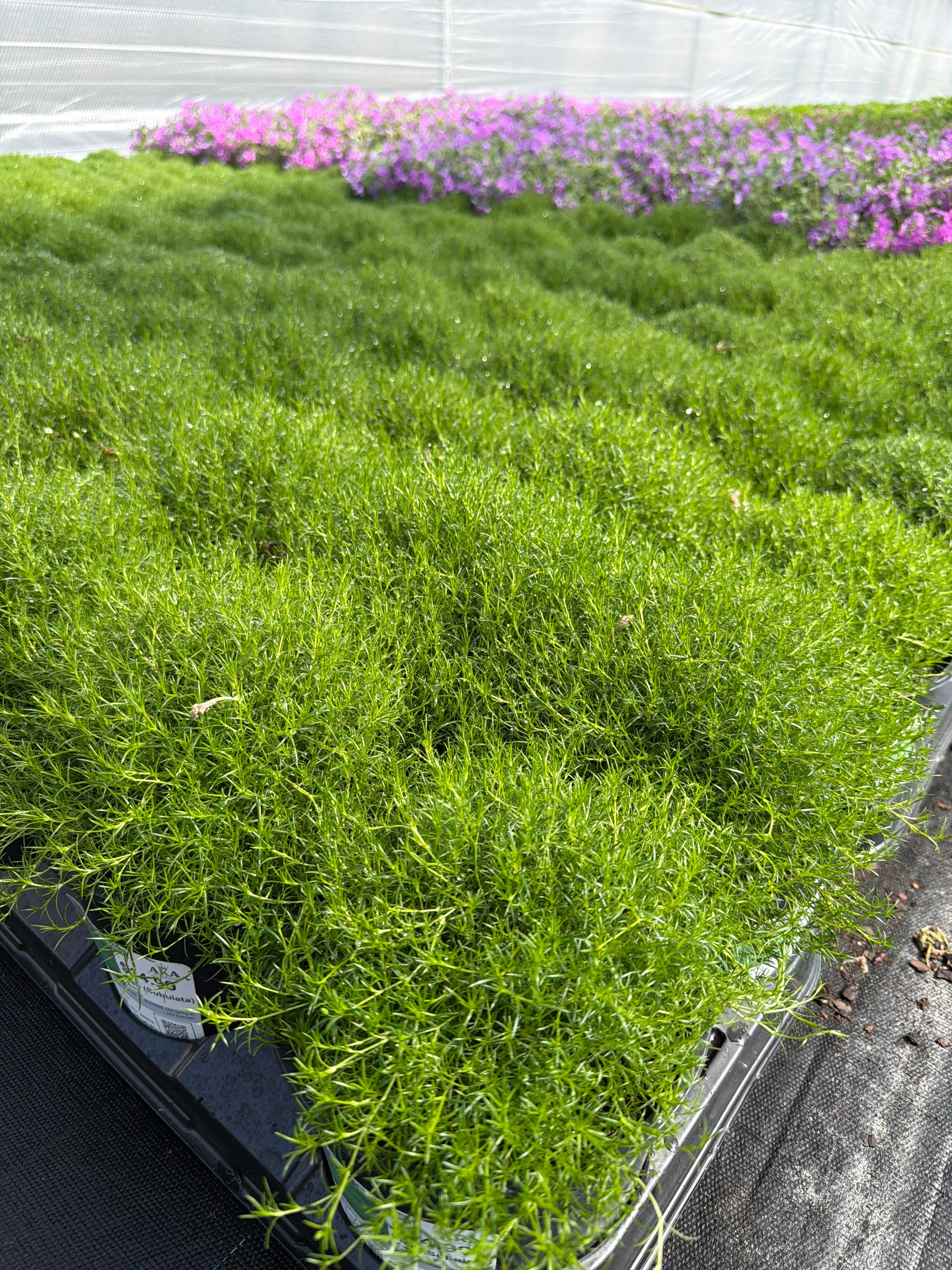 Sagina Moss Irish (Subulata) - 6" Perennial - 6" Potted Perennial - Image 2