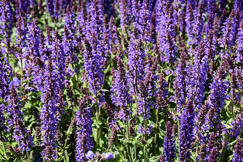 Salvia Sage Blue By You - 8" Potted Perennial