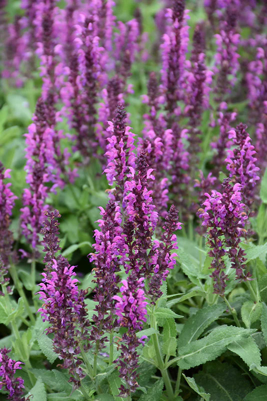 Salvia Sage Bumbleberry - 8" Potted Perennial