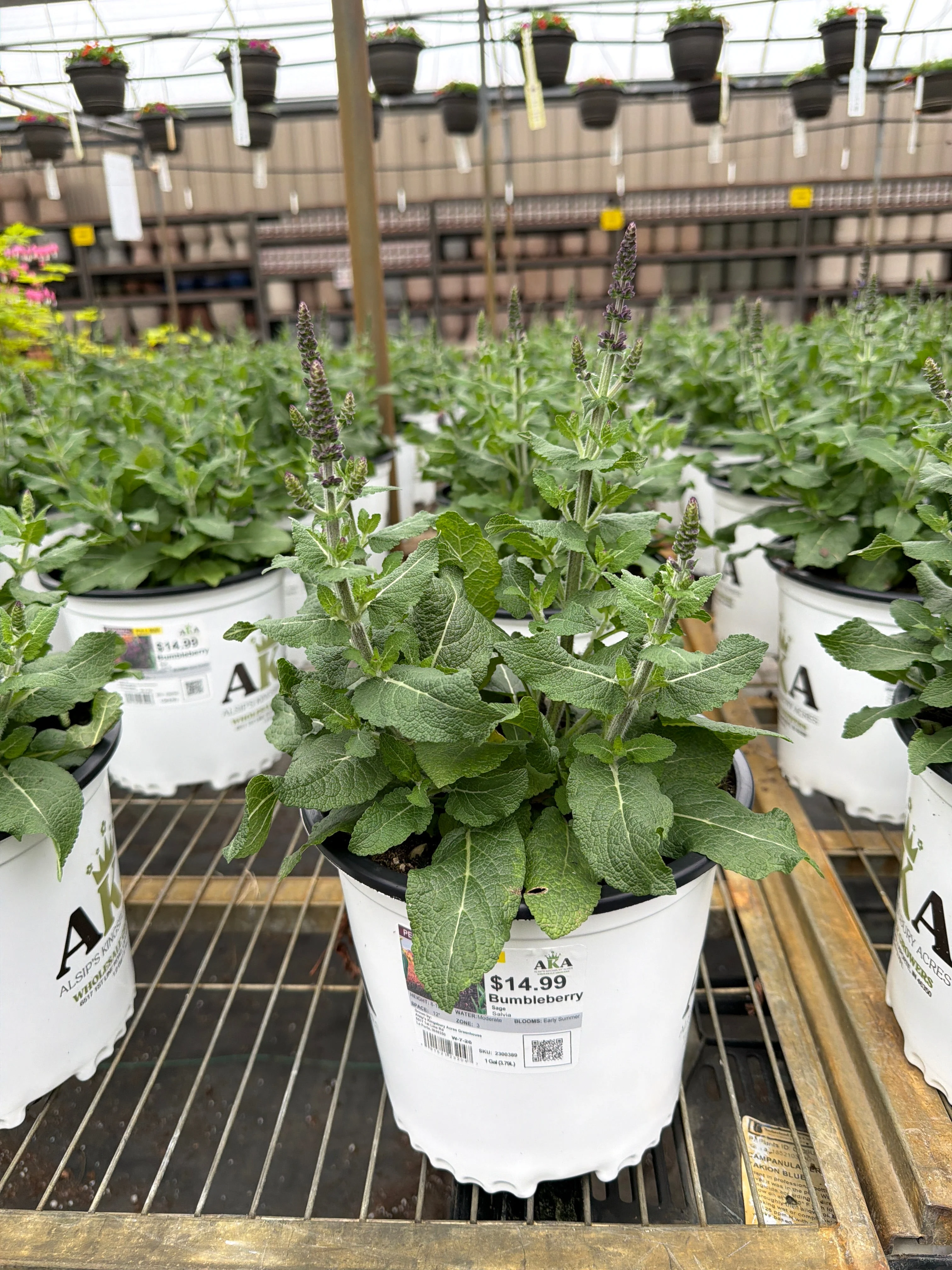 Salvia Sage Bumbleberry - 8" Potted Perennial - Image 2