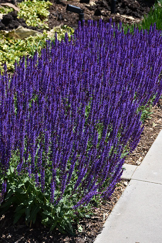 Salvia Sage Caradonna - 8" Potted Perennial