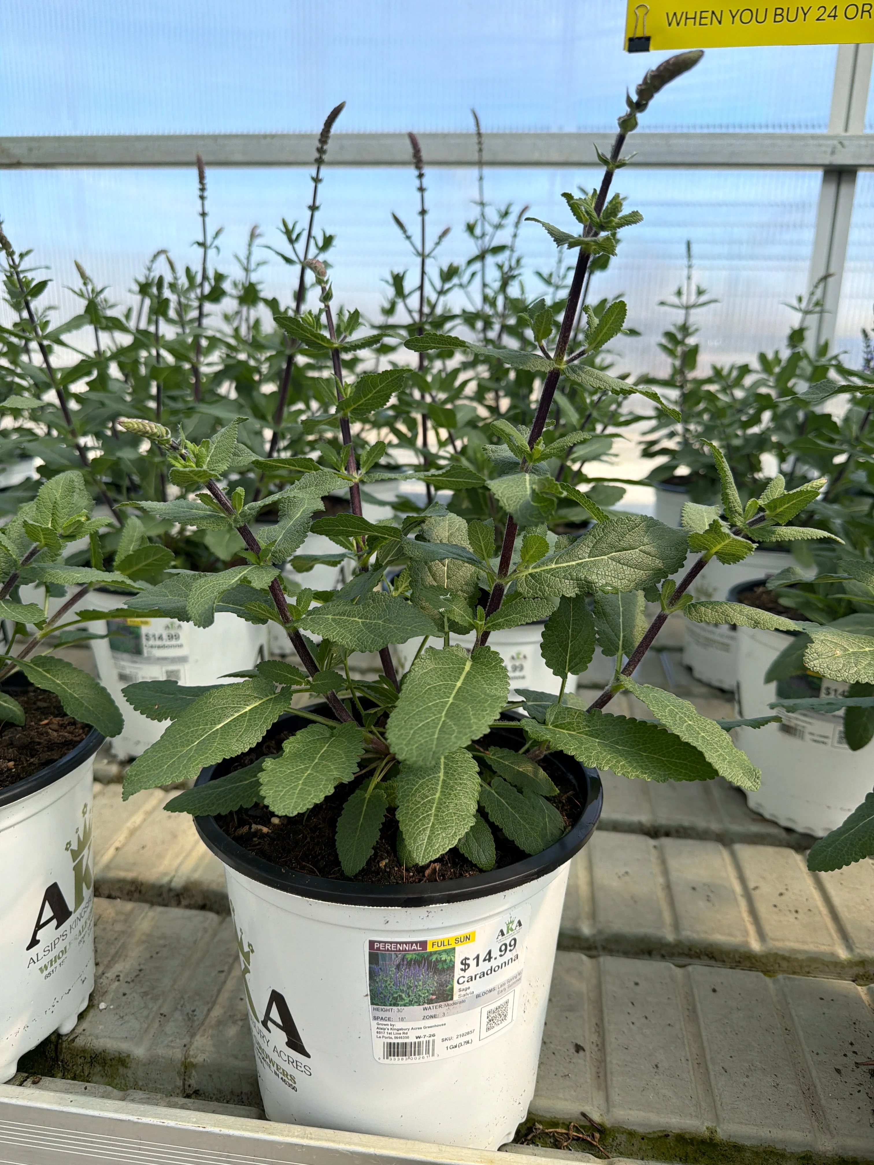 Salvia Sage Caradonna - 8" Potted Perennial - Image 2