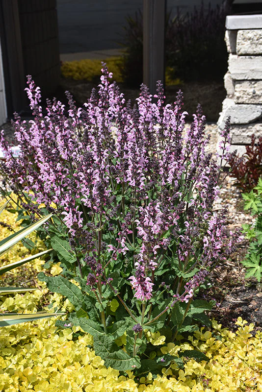 Salvia Sage Color Spires Pink Dawn - 8" Potted Perennial