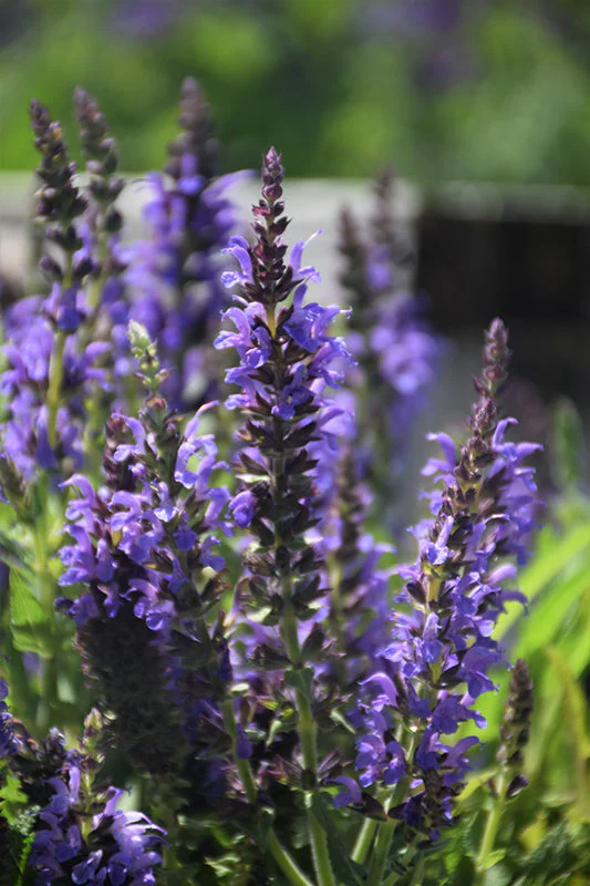 Salvia Sage Marcus - 8" Potted Perennial