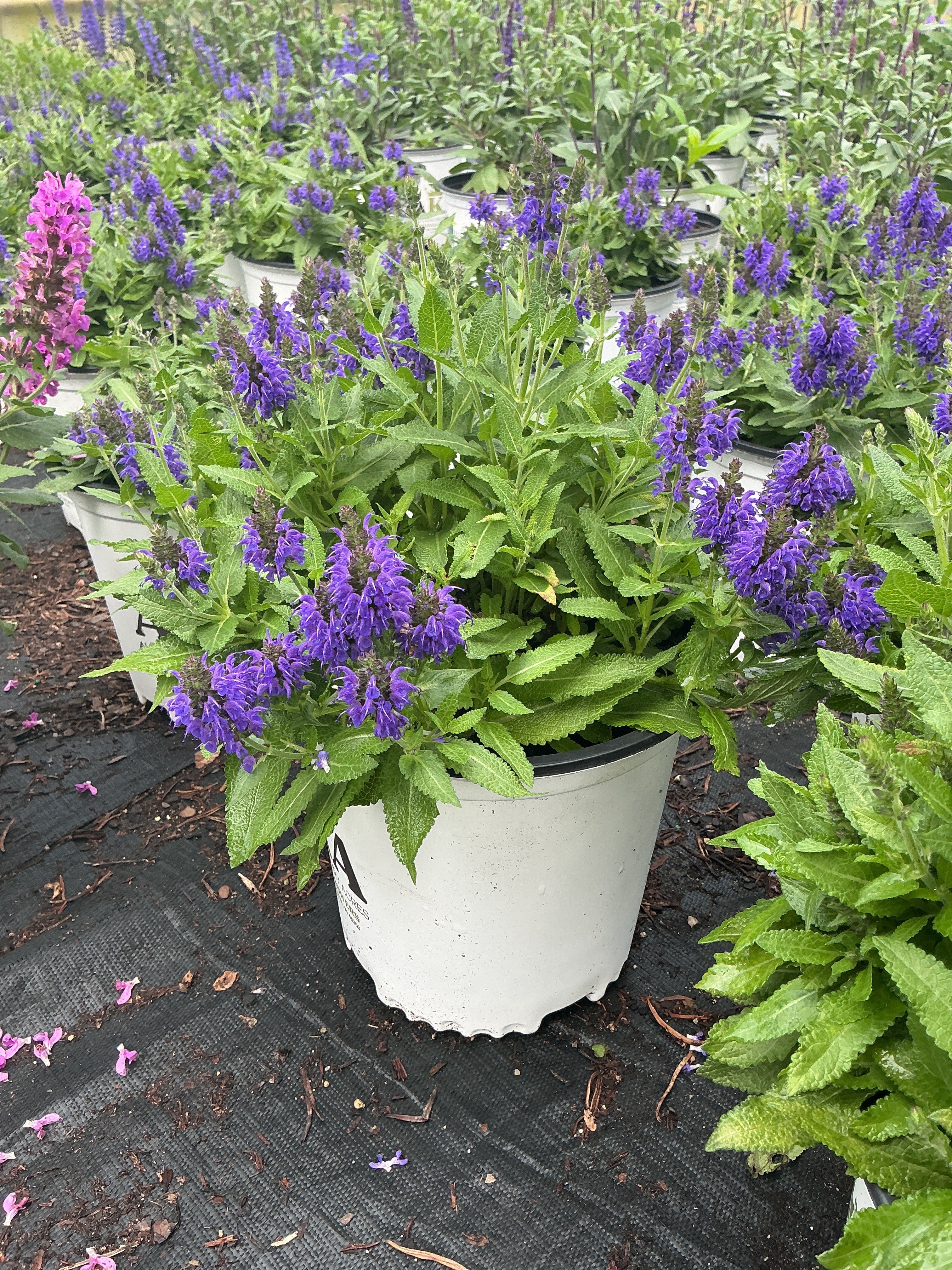 Salvia Sage Marcus - 8" Potted Perennial - Image 2