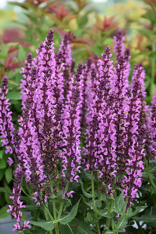 Salvia Sage Pink Profusion - 8" Potted Perennial