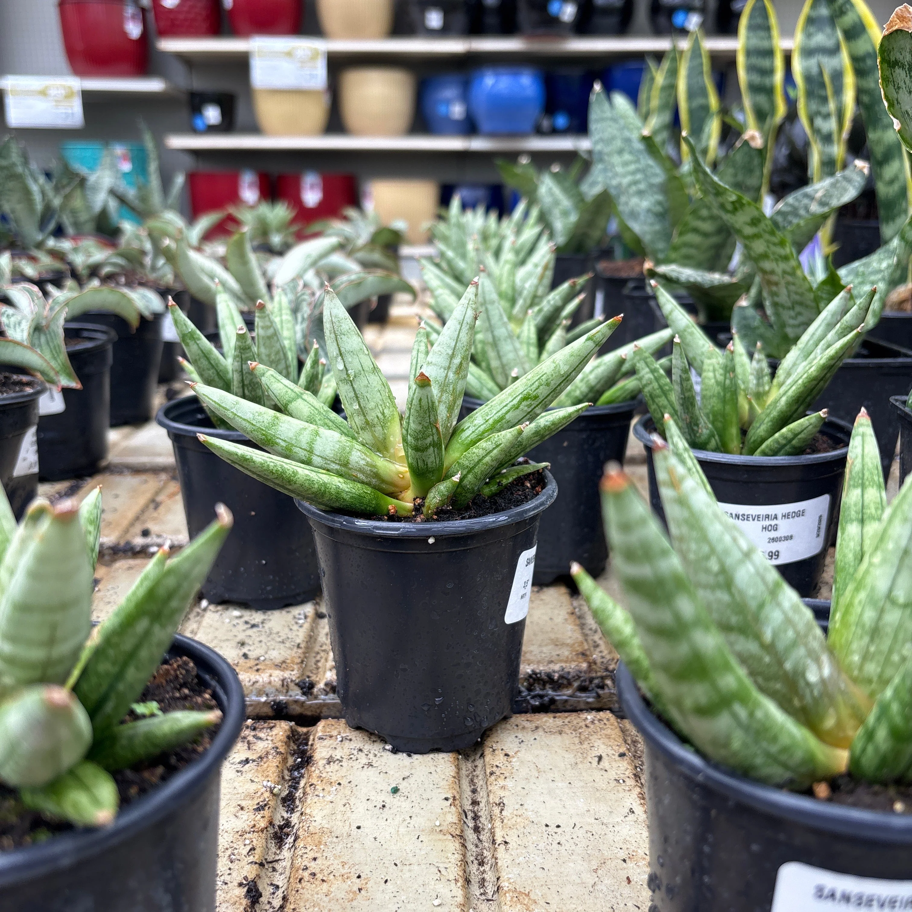 Hedgehog Sansevieria - Sansevieria boncellensis - 4" Pot