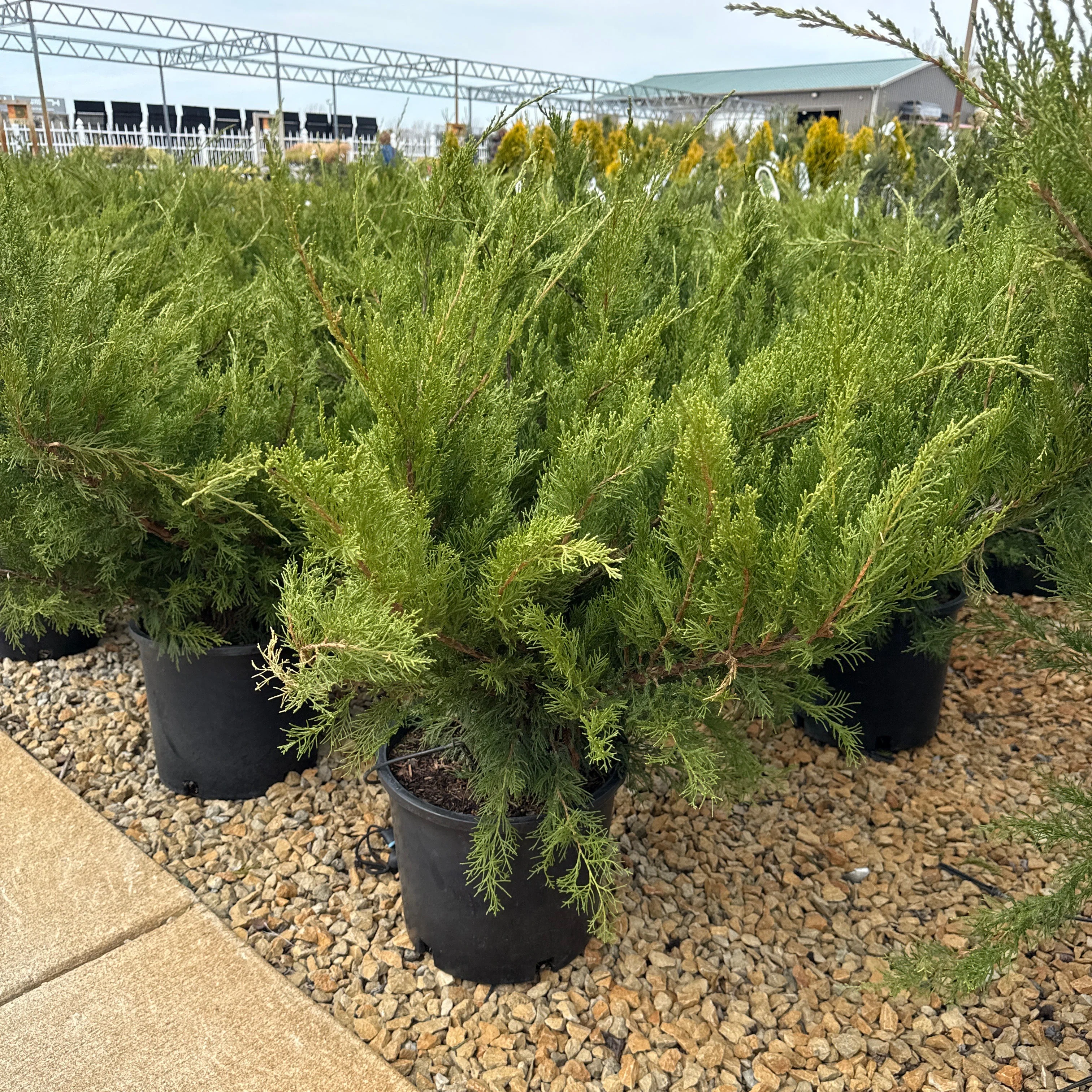 Sea Green Juniper - Juniperus chinensis - 5 Gallon Potted Evergreen Shrub