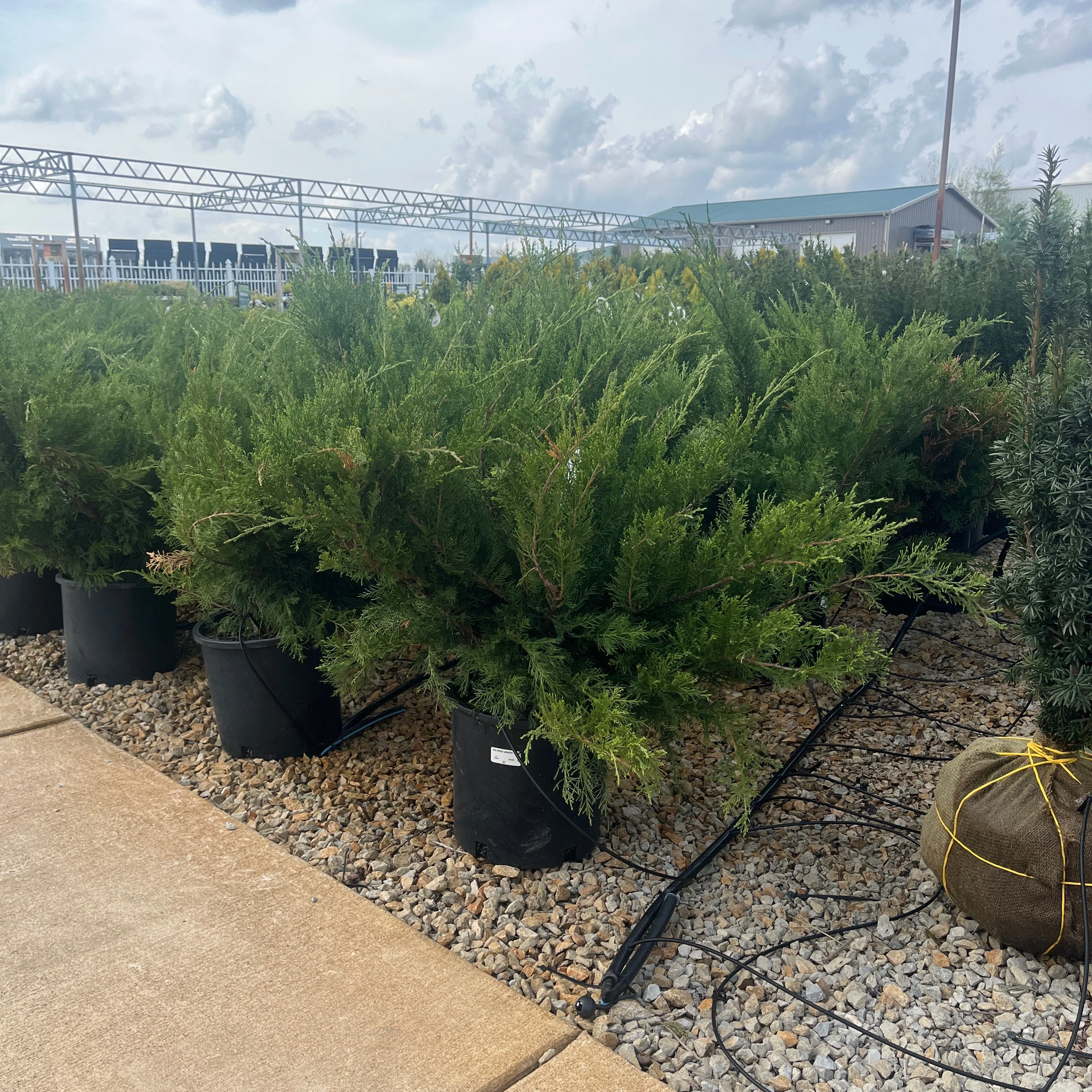 Sea Green Juniper - Juniperus chinensis - 5 Gallon Potted Evergreen Shrub - Image 2