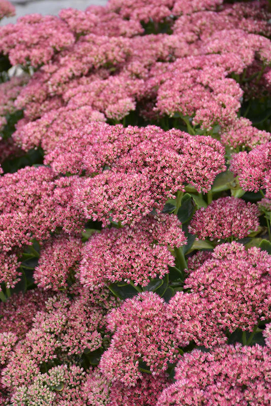 Sedum Stonecrop Autumn Fire - 6" Perennial - 6" Potted Perennial