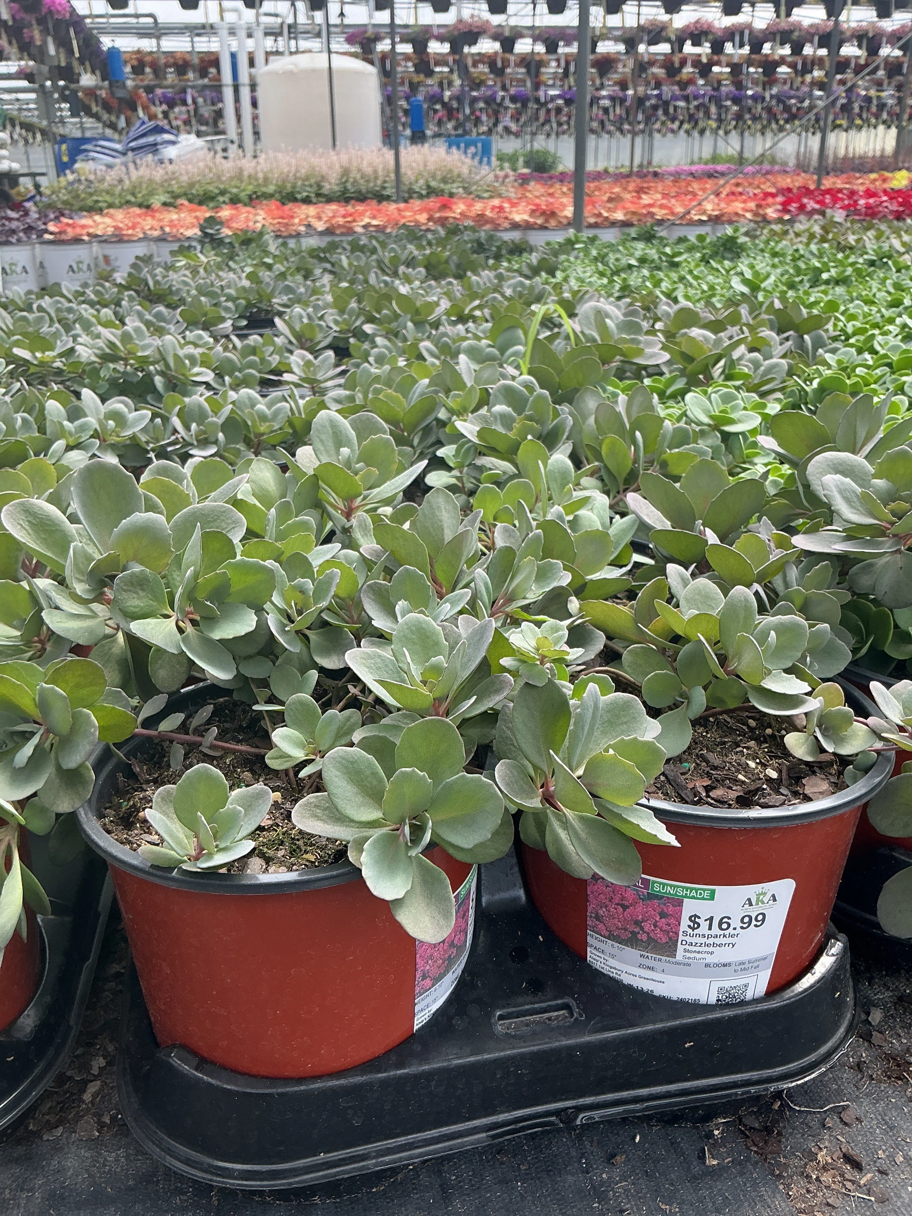 Sedum Stonecrop Sunsparkler Dazzleberry - 6" Potted Perennial - Image 2