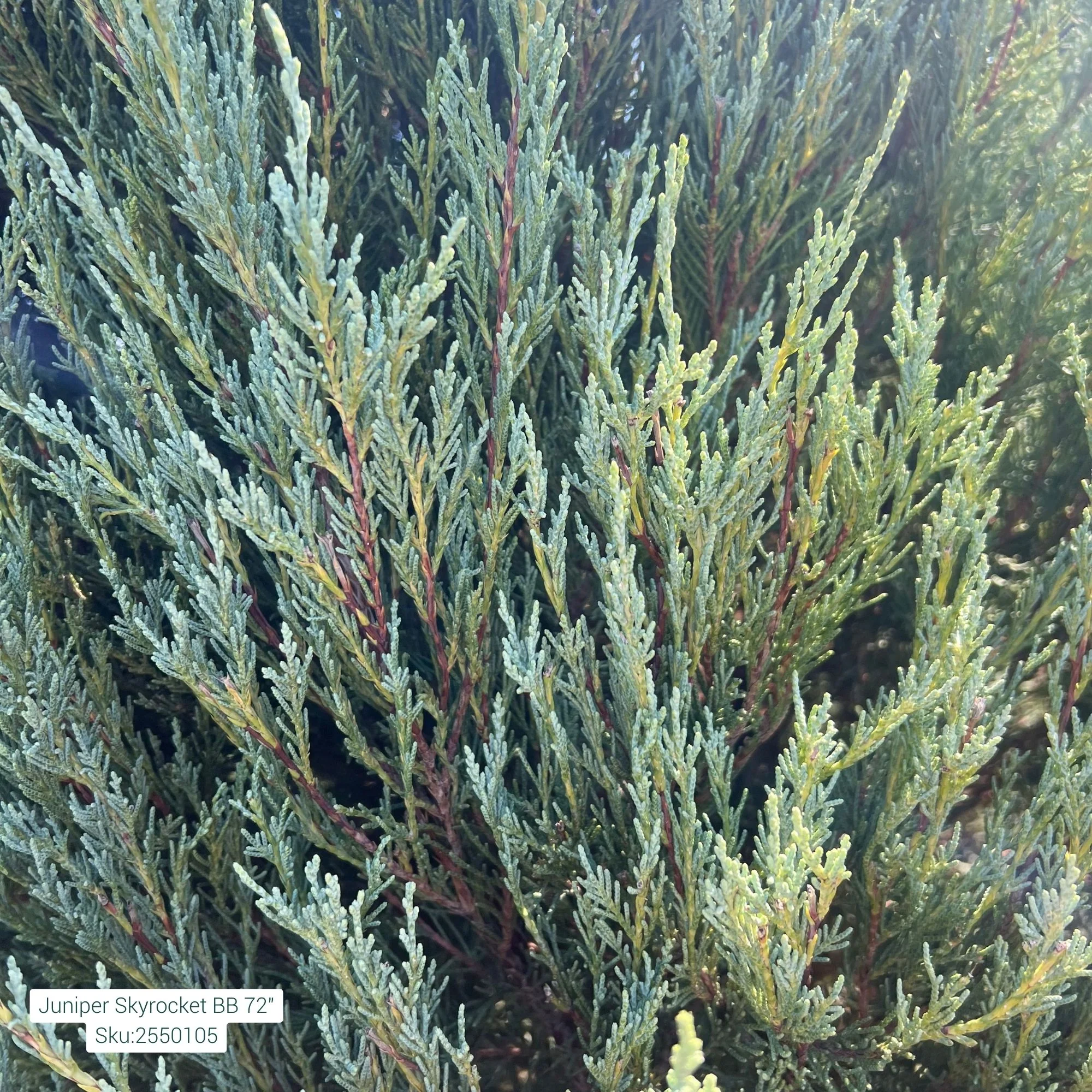 Skyrocket Juniper - Juniperus scopulorum 'Skyrocket' - 72" Ball & Burlap Tree - Image 2
