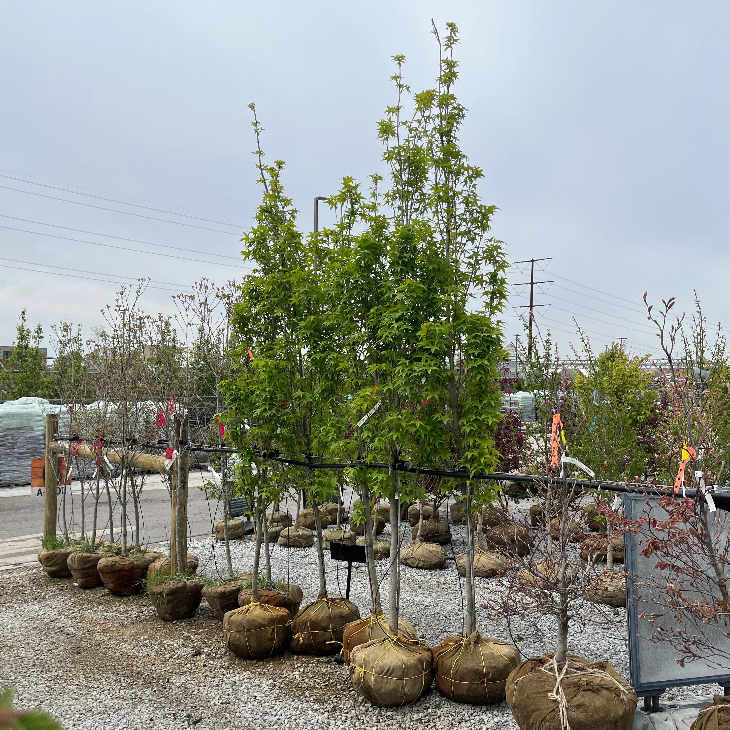 Slender Silhouette Sweet Gum - Liquidambar styraciflua - 8-9' Foot Ball & Burlap Tree