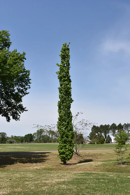 Slender Silhouette Sweet Gum - Liquidambar styraciflua - 8-9' Foot Ball & Burlap Tree - Image 2