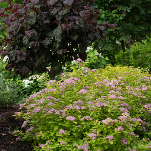 Spirea Double Play Big Bang - 3 Gallon Pot - Image 3