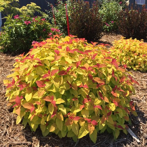 Spirea Double Play Candy Corn - 3 Gallon Pot - Image 3
