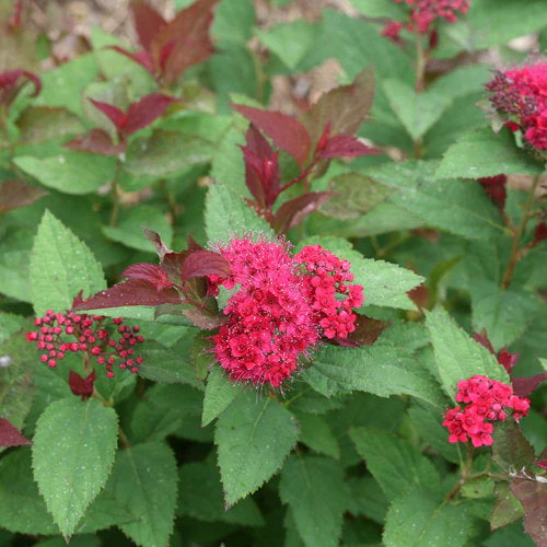 Spirea Double Play Doozie - 3 Gallon Pot