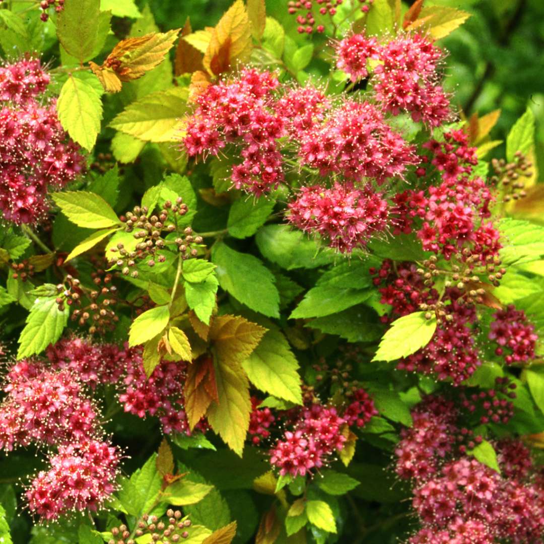 Spirea Magic Carpet Pink - 3 Gallon Pot