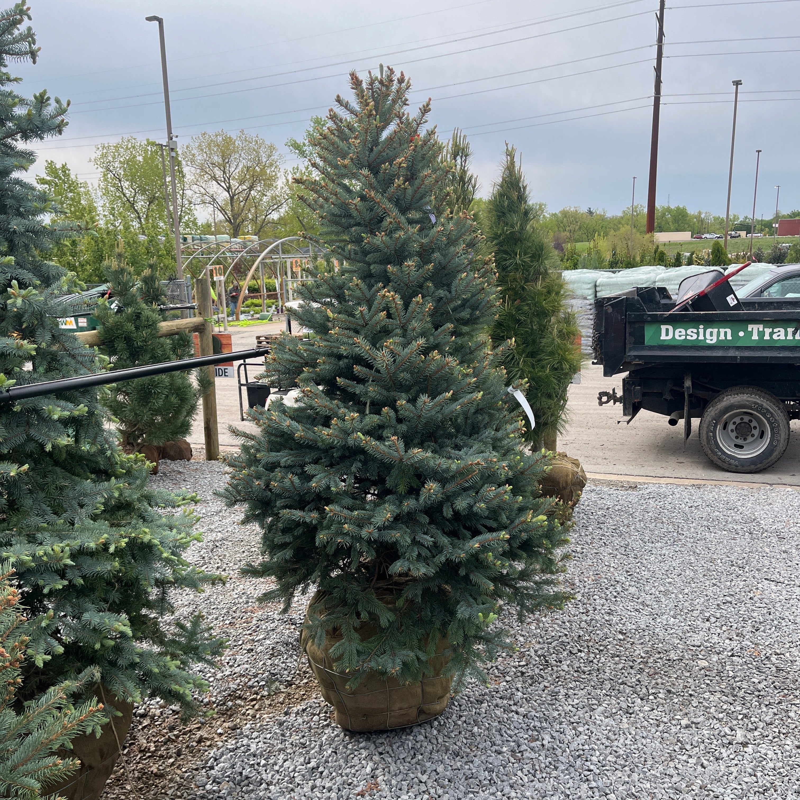 Baby Blue Spruce - Picea pungens - Ball & Burlap Tree (Multiple Sizes) - Image 7