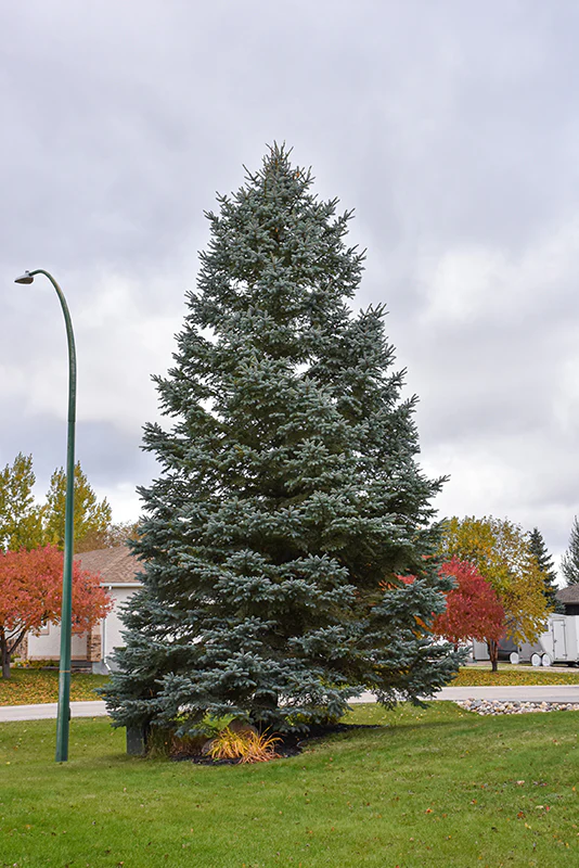 Blue Colorado Spruce - Picea pungens 'var. glauca' - 2-3 Foot Ball & Burlap Tree
