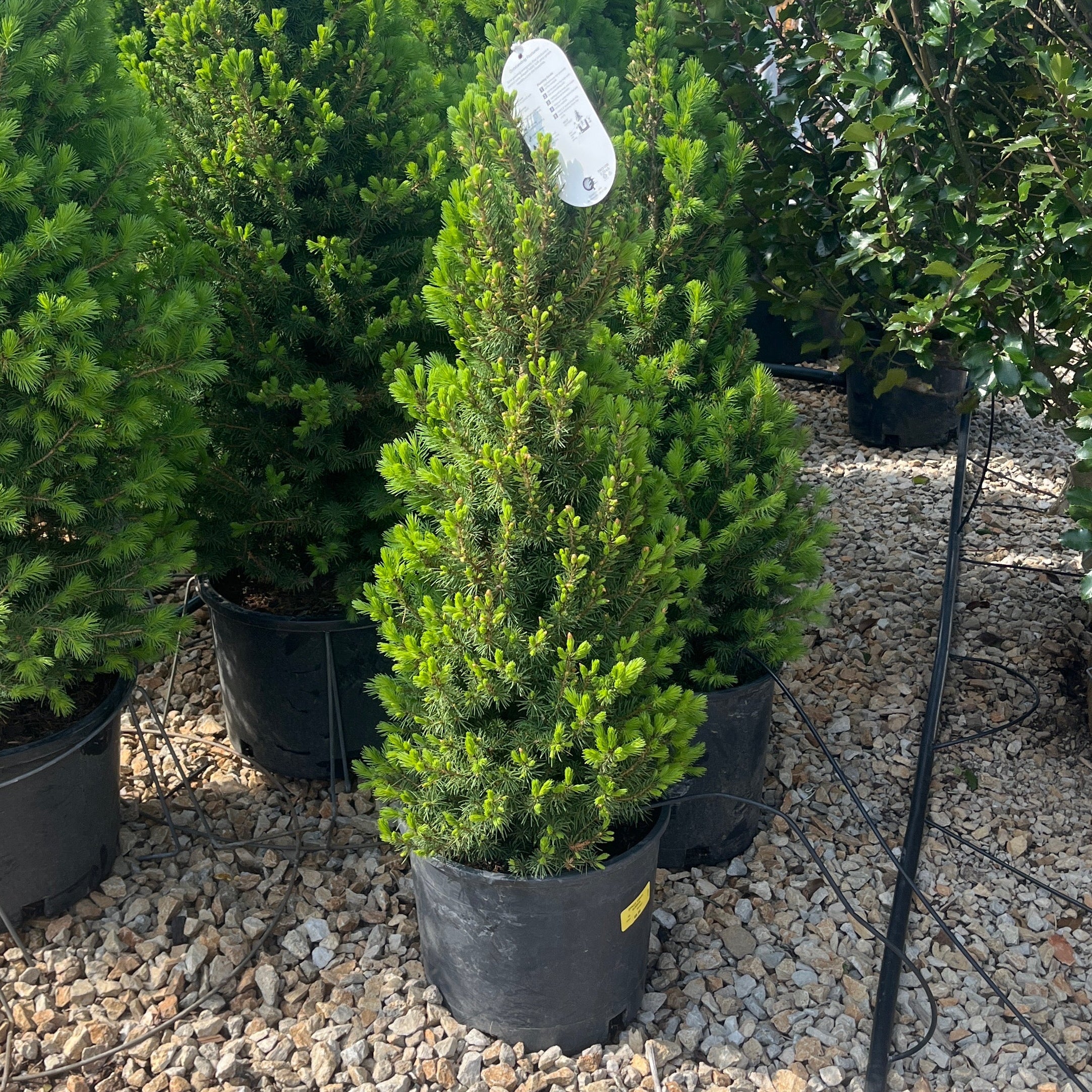 Dwarf Alberta Spruce - Picea glauca 'Conica' - Potted Evergreen Shrub (Multiple Sizes)
