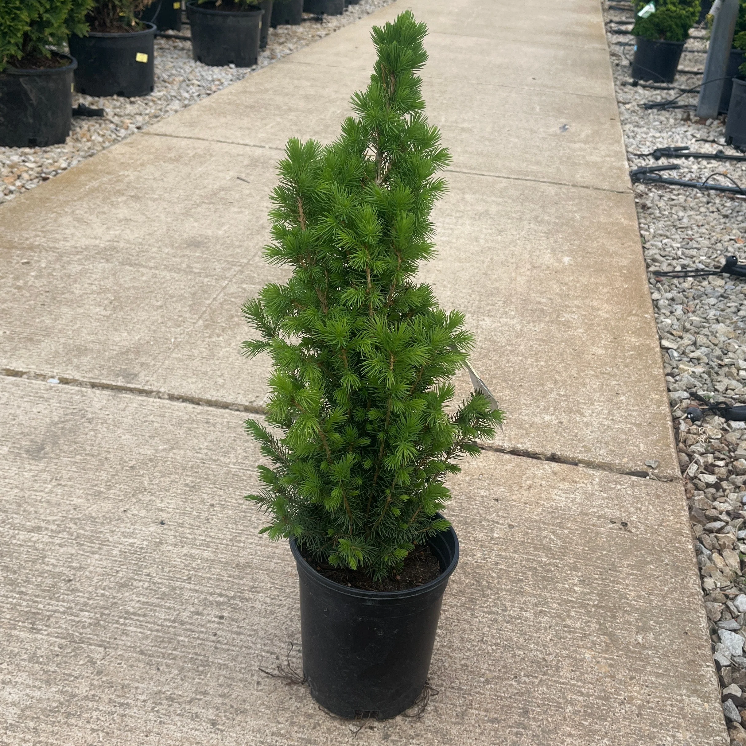 Dwarf Alberta Spruce - Picea glauca 'Conica' - Potted Evergreen Shrub (Multiple Sizes) - Image 2
