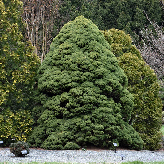 Dwarf Alberta Spruce - Picea glauca 'Conica' - Potted Evergreen Shrub (Multiple Sizes) - Image 3