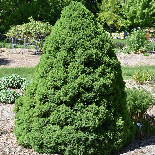 Dwarf Alberta Spruce - Picea glauca 'Conica' - Potted Evergreen Shrub (Multiple Sizes) - Image 4