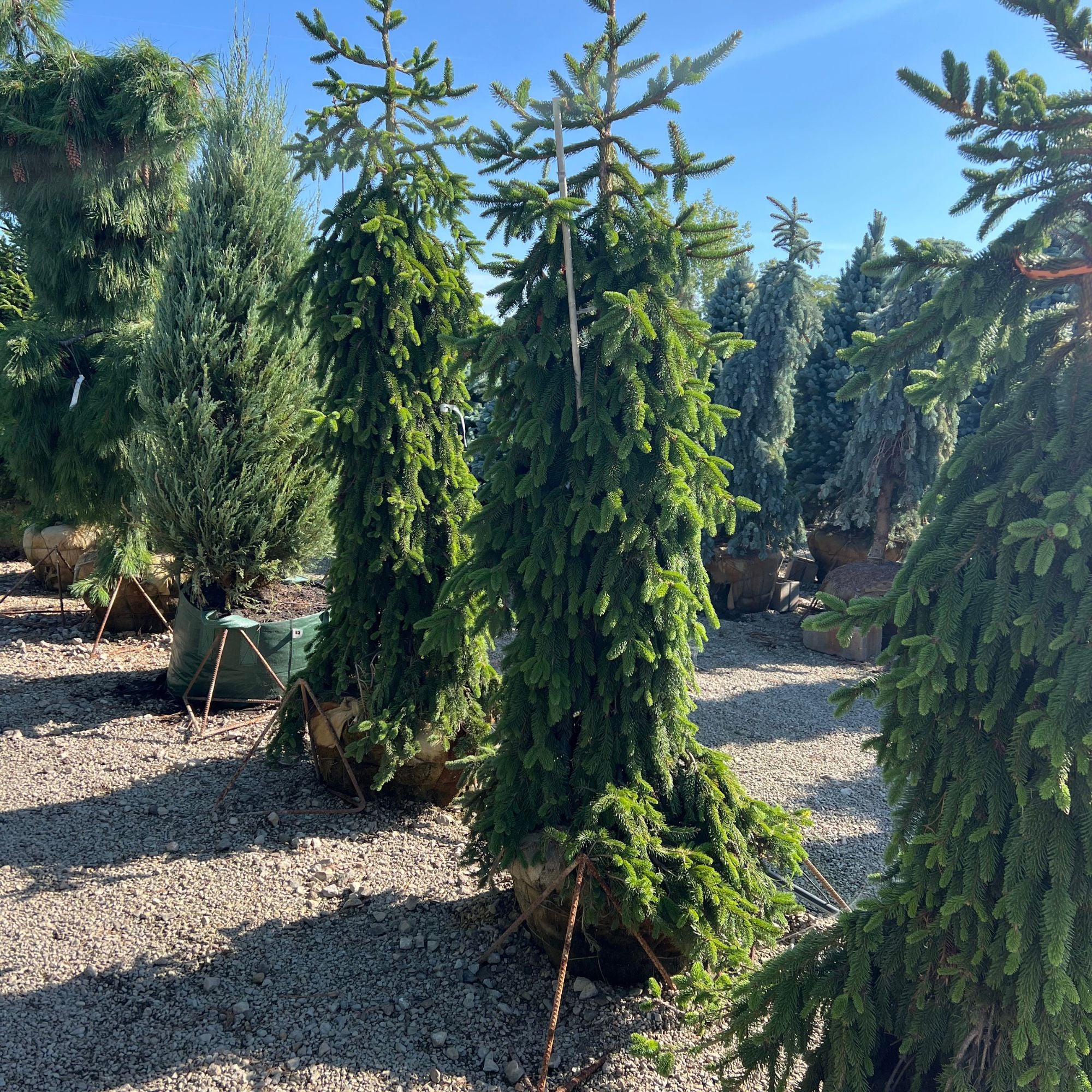 Weeping Norway Spruce - Picea abies 'Pendula' - Ball & Burlap Tree (Multiple Sizes)