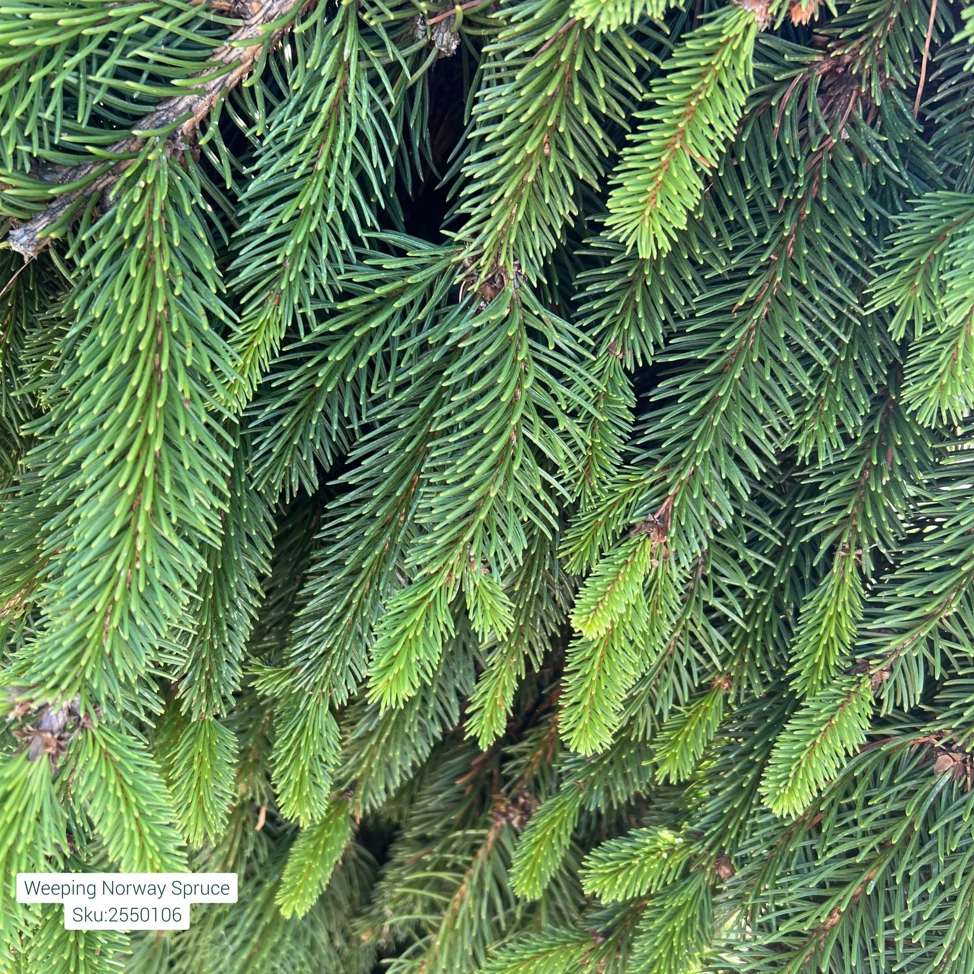 Weeping Norway Spruce - Picea abies 'Pendula' - Ball & Burlap Tree (Multiple Sizes) - Image 2