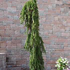 Weeping Norway Spruce - Picea abies 'Pendula' - Ball & Burlap Tree (Multiple Sizes) - Image 3