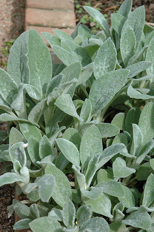 Stachys Hedgenettle Lambs Ear (Helen Von Stein) - 8" Potted Perennial