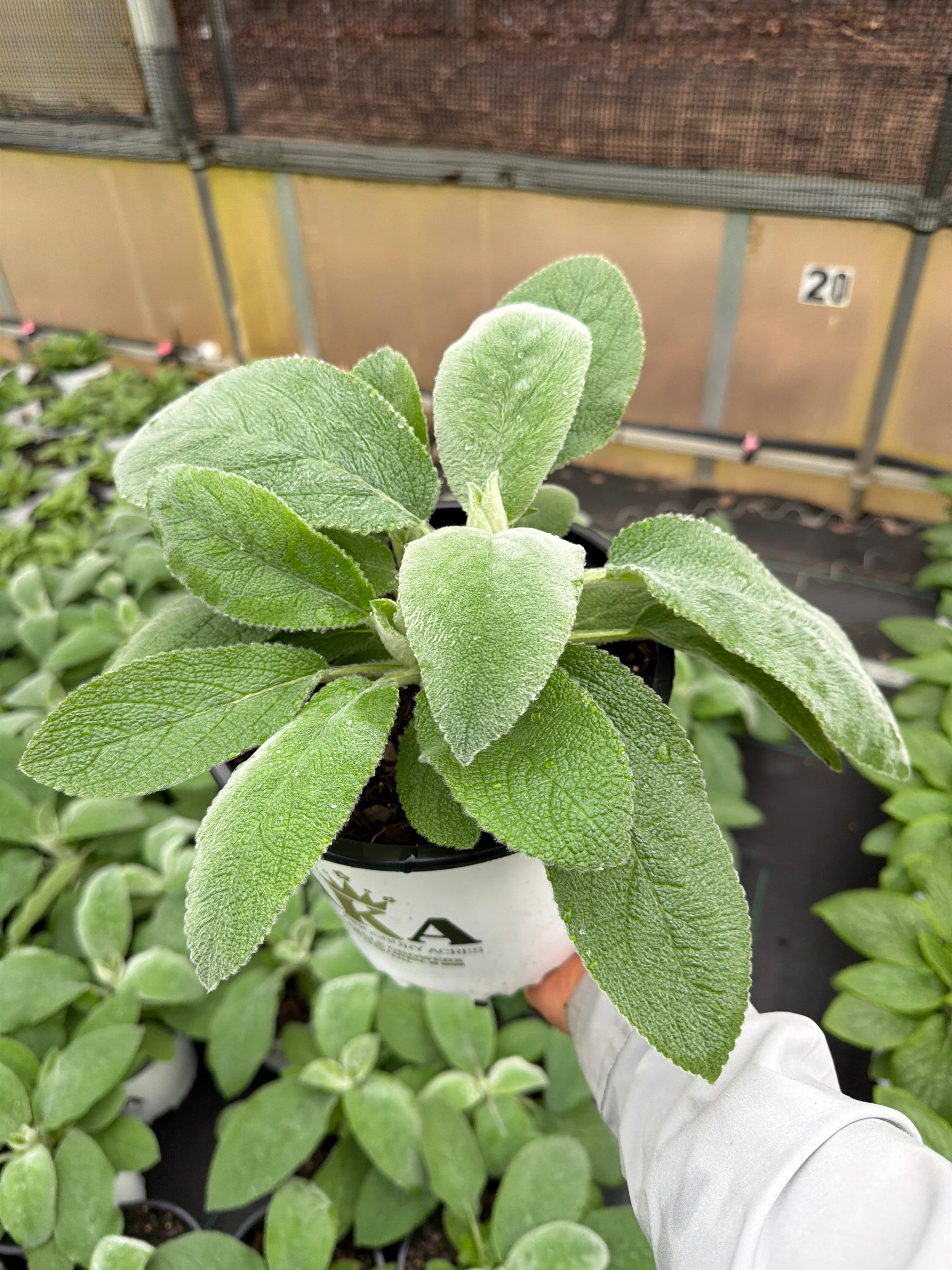 Stachys Hedgenettle Lambs Ear (Helen Von Stein) - 8" Potted Perennial - Image 2