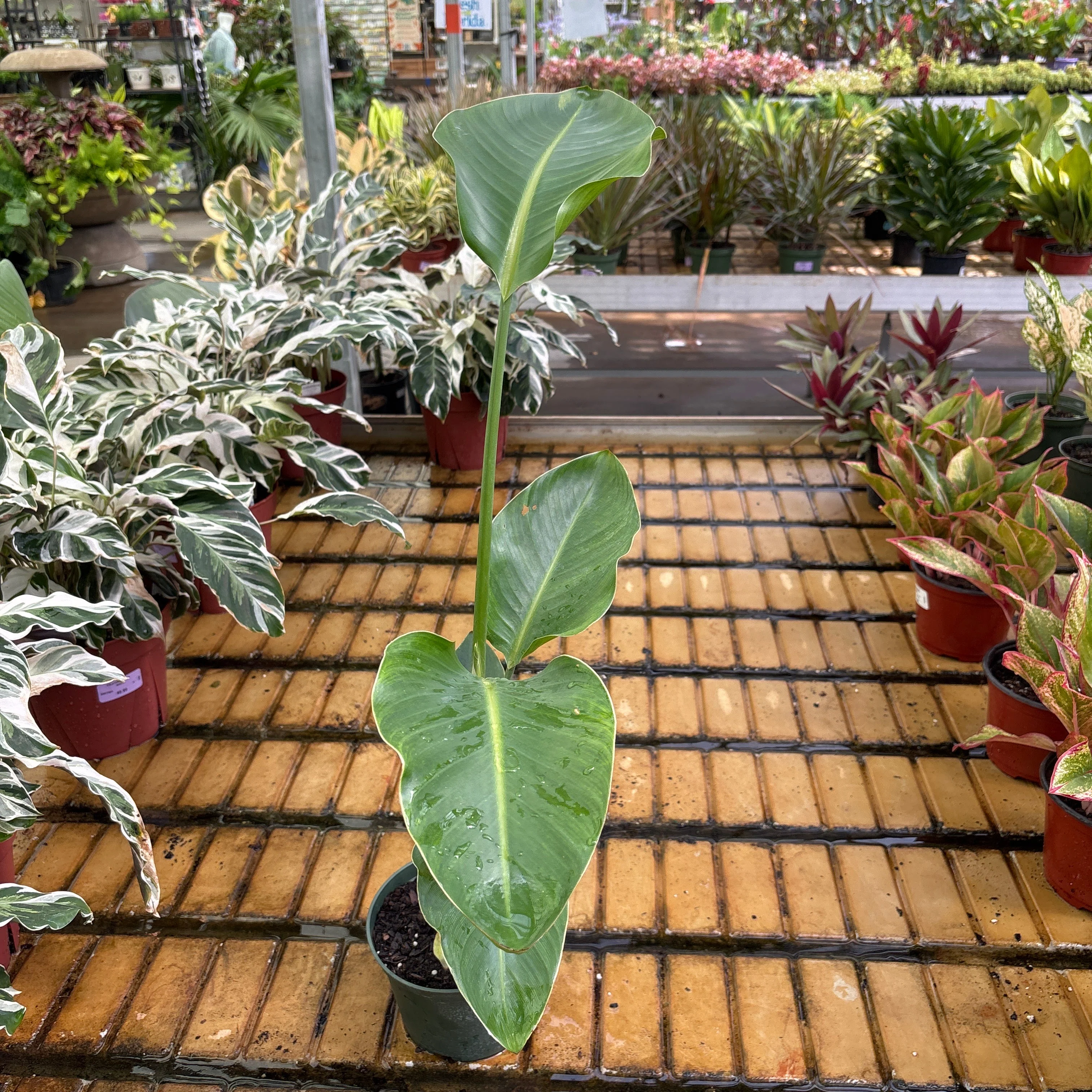 Bird Of Paradise - Strelitzia reginae - 6' Pot - Image 2