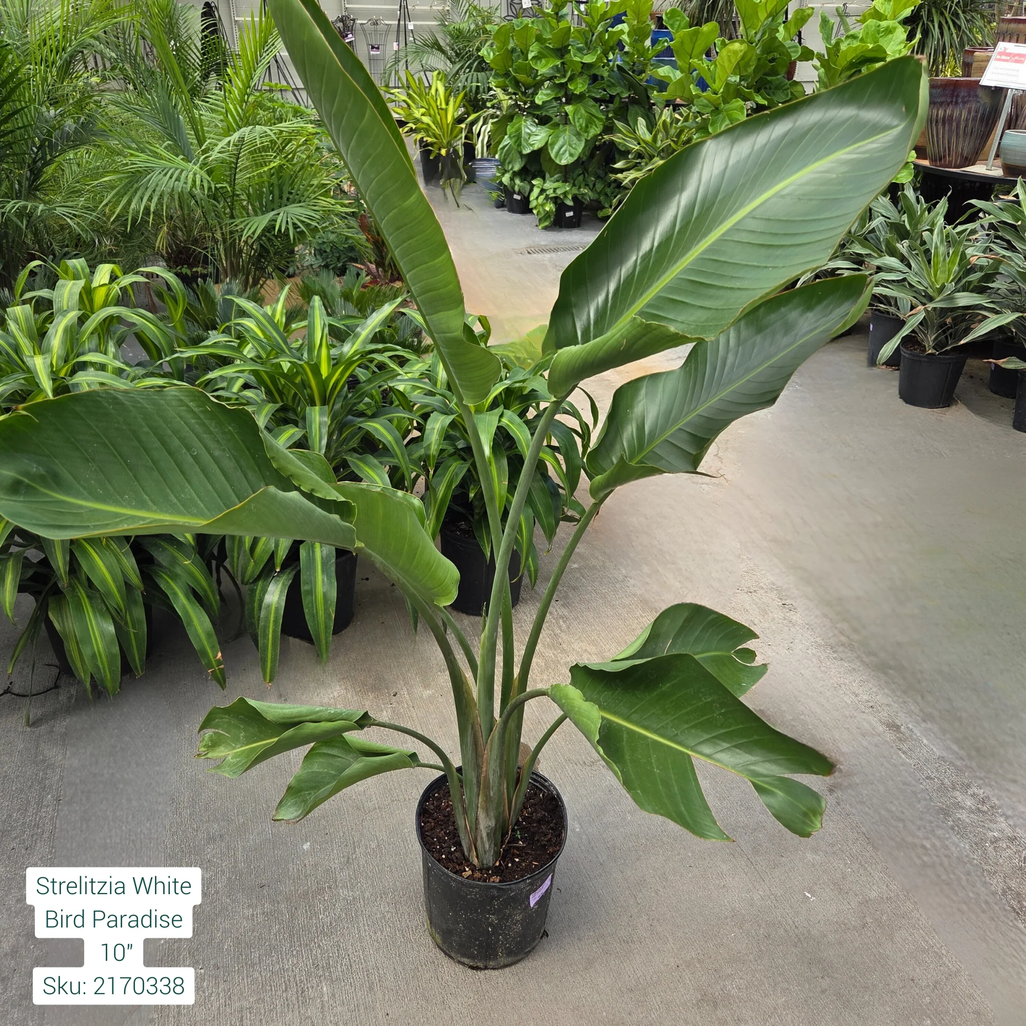 White Bird of Paradise 'Strelitzia' 10in Pot