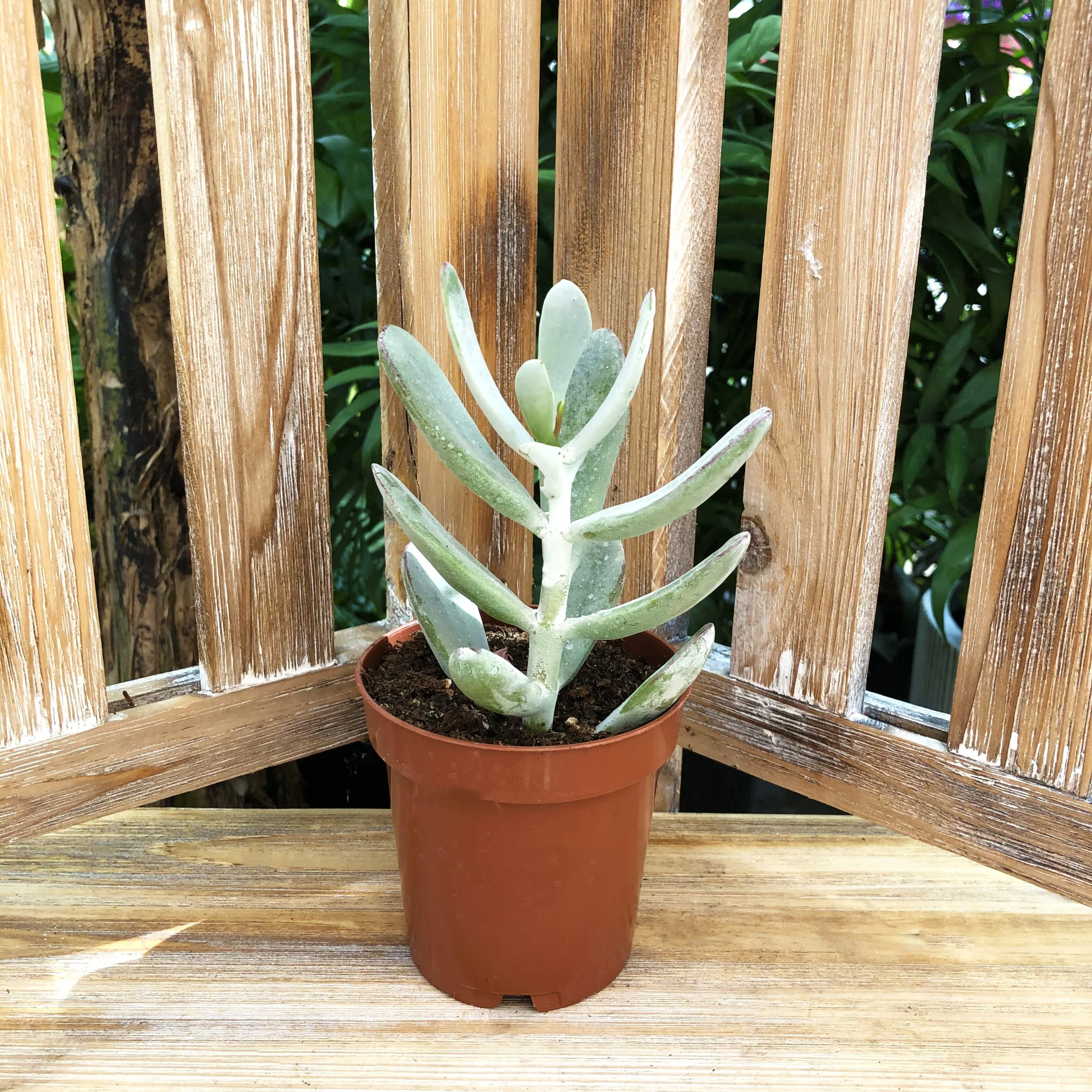 Succulent (Varieties Vary), Live Plant, Sold Individually - Image 3