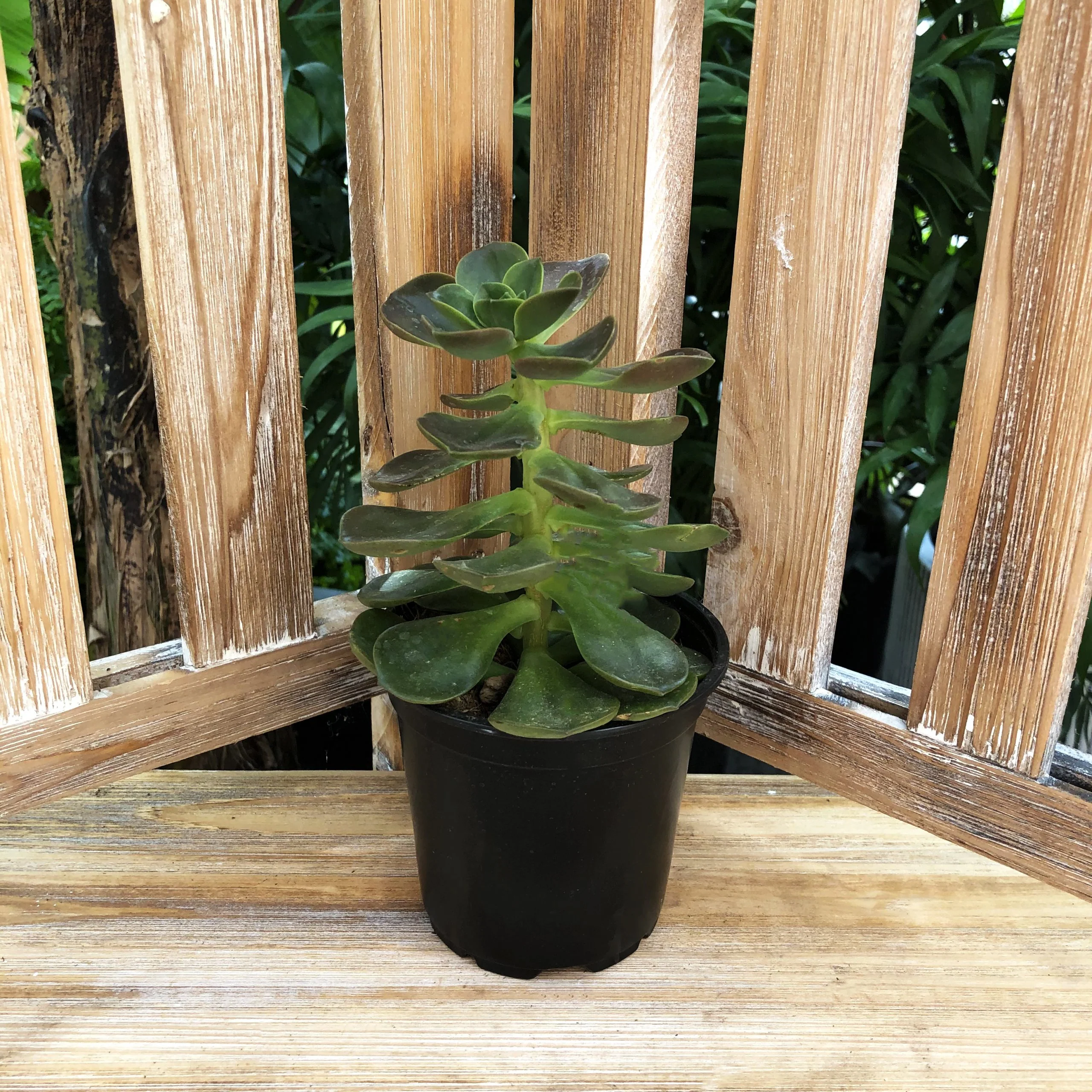 Succulent (Varieties Vary), Live Plant, Sold Individually - Image 4